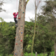 Niña escalando un árbol con equipo de seguridad durante una actividad de educación experiencial en Arawak Galilea